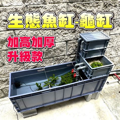 戶外缸適合養什麼魚|養魚新手入門：12個教學讓你養魚一次上手（新手必讀）